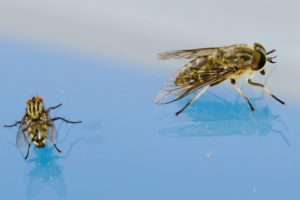 Fliegen bekämpfen