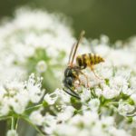 Eine Wespe bestäubt eine Blume.