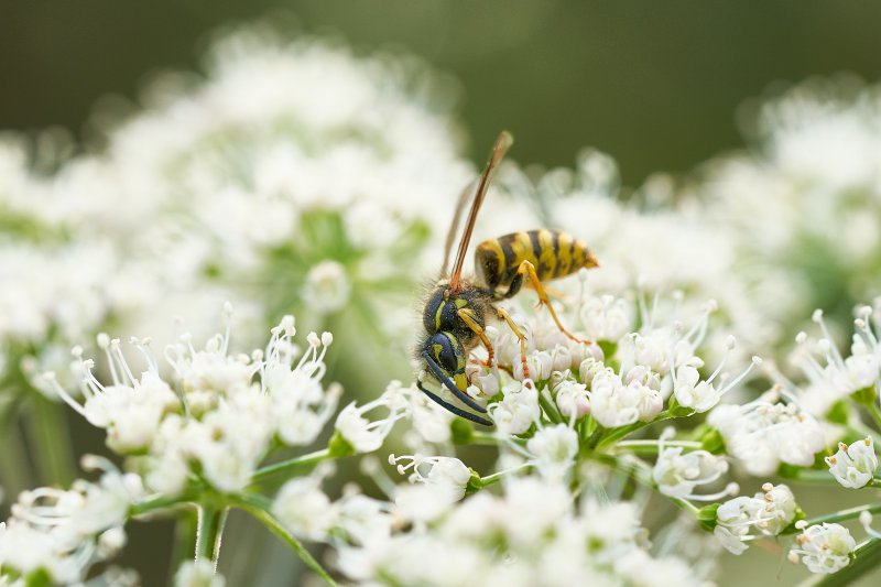 Eine Wespe bestäubt eine Blume.