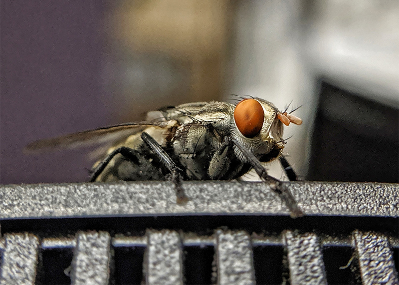 Insektenspray kann lästige Fliegen fern halten