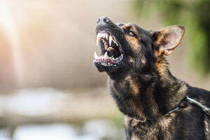 Hundeabwehr im Test.