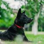 Schäferhund im Garten mit Bezug auf Ultraschall-Hundeabwehr