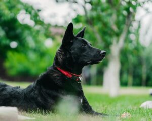 Schäferhund im Garten mit Bezug auf Ultraschall-Hundeabwehr