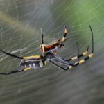 Spinne im Spinnennetz