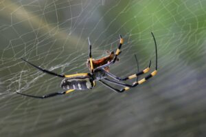 Spinne im Spinnennetz