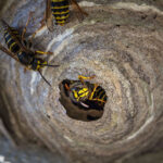 Im Vordergrund ist ein Wespennest in der Nahaufnahme zu sehen. Außerdem sieht man wie Wespen auf dem Nest und im Eingang des Nests sitzen.