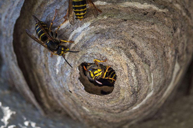 Im Vordergrund ist ein Wespennest in der Nahaufnahme zu sehen. Außerdem sieht man wie Wespen auf dem Nest und im Eingang des Nests sitzen.