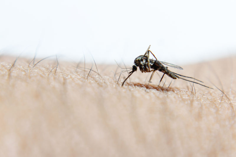 Mückenschutz Test und Vergleich 2024